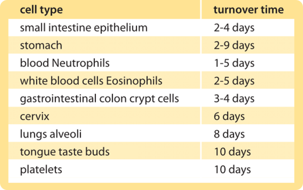 humal cell <10 day renewal